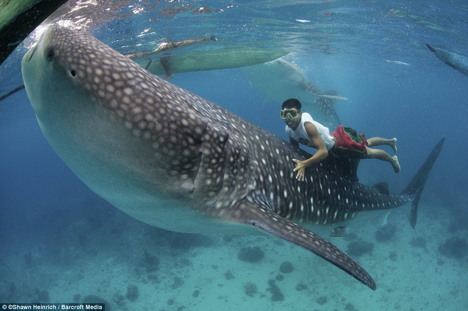 Is Oslob Whale Shark watching in Cebu ethical? Is swimming and snorkelling with whale sharks in Oslob ethical? Are there ethical alternatives to swim with a whale shark in the Philippines? Best place to see whale sharks in the Philippines, best place for whale shark watching in the Philippines Moalboal Eco Lodge