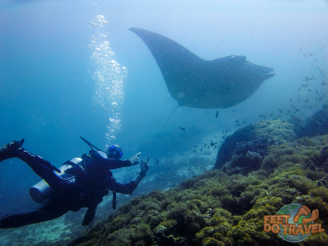 Freediving and scuba diving, benefits of learning both in Moalboal, Cebu, Philippines, should I learn freediving or scuba diving first, observe marine life, scuba, SCUBA, learn about your inner self, get your PADI, free-diving and your inner mermaid, breath-hold diving, skin diving, free diving.