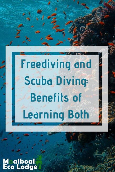 If you want to learn #diving, will you do freediving or scuba diving? Learning both will make you a better diver, and the perfect place to experience both is in #Moalboal, #Cebu, #Philippines. Moalboal Eco Lodge share the benefits of learning both freediving and scuba diving. #scuba #scubadiving #freediving #freedive #moalboalcebu #moalboalphilippines #thingstodomoalboal #itsmorefuninthephilippines #sustainabletravel #bucketlist #thingstodoincebu #budgettravel #travel #adventuretravel