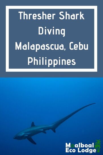 Thresher Shark Diving, at Monad Shoal in #Malapascua, #Cebu, #Philippines is a natural phenomenon. With no feeding or baiting, you can see them any day of the year in an ethical way. Moalboal Eco Lodge share Thresher Shark Diving, #MalapascuaIsland. #malapascuadiving #gogreenmalapascua #marineconservation #dive #diving #scuba #scubadiving #sharkdving #bucketlist #greentourism #responsibletourism #greentravel #thingstodoincebu #itsmorefuninthephilippines #sustainabletravel #adventuretravel