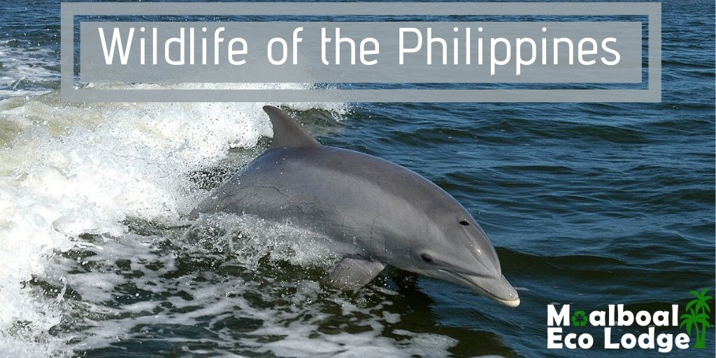 What Wildlife and Animals Can I See In the Philippines