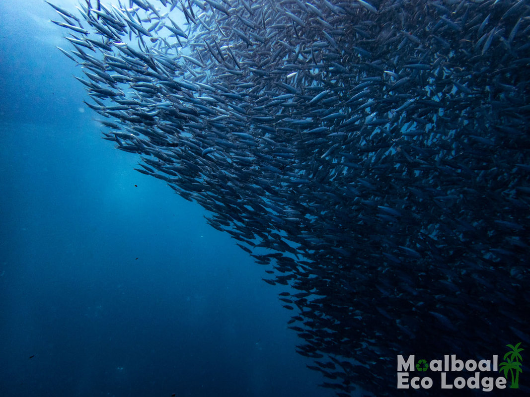 Swimming with Sardines in Moalboal, Cebu, Sardine Run Philippines, best things to do in the Philippines, things to do in Moalboal, Cebu, Scuba Diving and Freediving the Philippines, snorkelling with turtles, Moalboal Eco Lodge