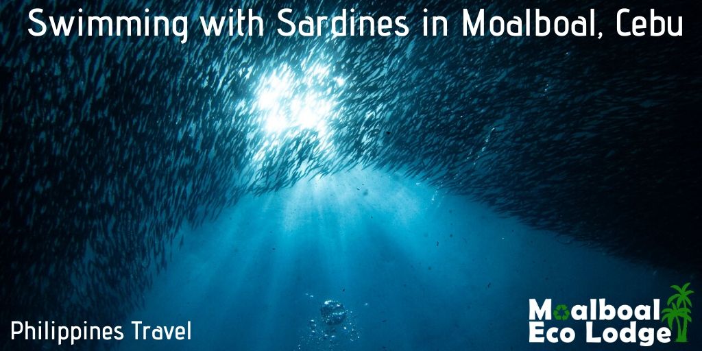 Swimming with Sardines in Moalboal, Cebu, Sardine Run Philippines, best things to do in the Philippines, things to do in Moalboal, Cebu, Scuba Diving and Freediving the Philippines, snorkelling with turtles, Moalboal Eco Lodge
