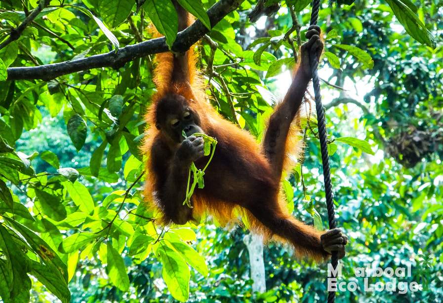  International Orangutan Day 19 August, World Orangutan Day, Palm Oil Industry and climate change, deforestation of Borneo rainforest in Indonesia and Malaysia, palm oil in biodiesel, save the orang-utans, palm oil free challenge, sustainable palm oil, Moalboal Eco Lodge