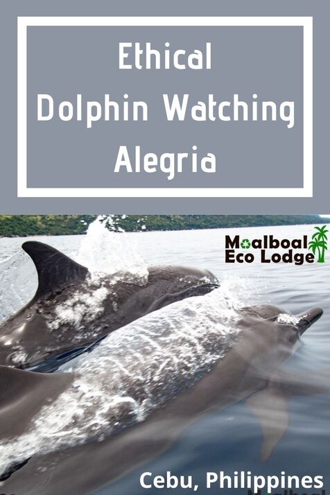 Dolphin watching in Alegria, Cebu, is an ethical animal experience you cannot miss. A day trip from #Moalboal, you can see #dolphins in their natural habitat, a bucket list of things to do in #Philippines! Moalboal Eco Lodge share ethical dolphin watching, Alegria, #Cebu. #moalboalcebu #moalboalphilippines #thingstodomoalboal #ecotourism #responsibletravel #greentravel #sustainabletravel #travel #dolphinwatching #dolphin #bottlenosedolphin #bottlenosedolphins #wildlifewatching