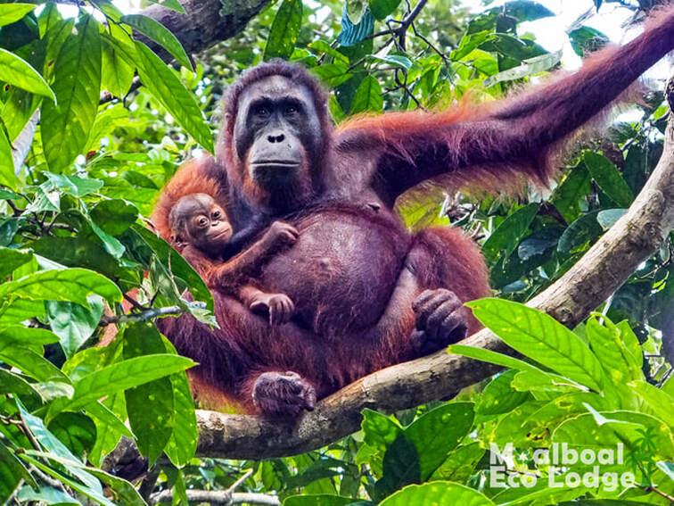  International Orangutan Day 19 August, World Orangutan Day, Palm Oil Industry and climate change, deforestation of Borneo rainforest in Indonesia and Malaysia, palm oil in biodiesel, save the orang-utans, palm oil free challenge, sustainable palm oil, Moalboal Eco Lodge
