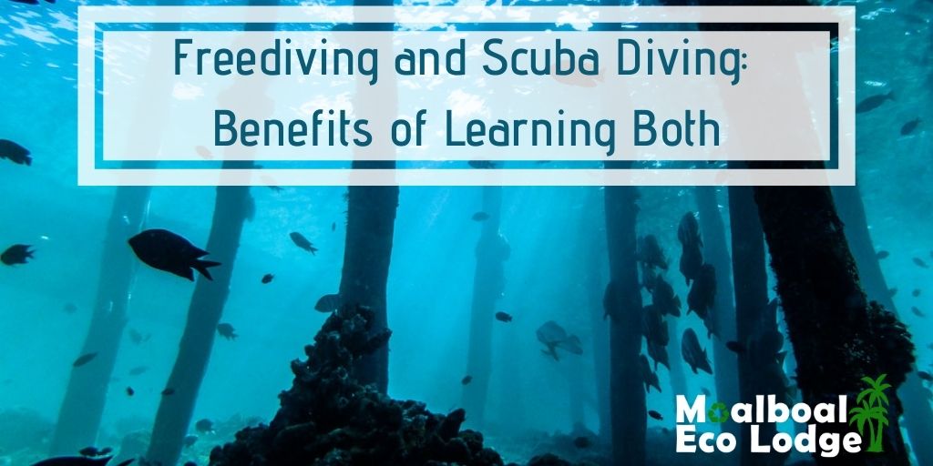 Freediving and scuba diving, benefits of learning both in Moalboal, Cebu, Philippines, should I learn freediving or scuba diving first, observe marine life, scuba, SCUBA, learn about your inner self, get your PADI, free-diving and your inner mermaid, breath-hold diving, skin diving, free diving.