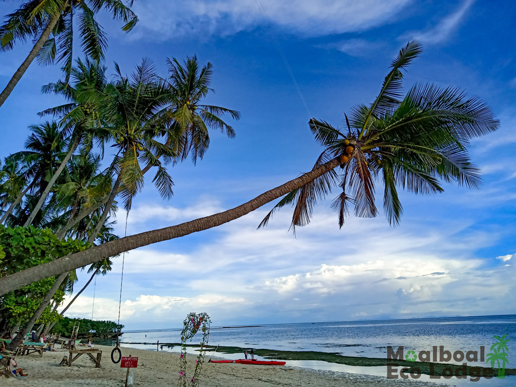 14 Things to Do on Siquijor Island, Philippines, the Island of Fire, Magic Island of healing, witchcraft, Siquijor Travel Guide and Itinerary, Lugnason Zodiac Falls, Paliton Beach, Cambugahay Falls and Tarzan swing, Old Enchanted Balete Tree and Fish Spa Hapitatan broom shot, Skydive Cebu, Scuba diving and snorkelling at Apo Island, Lazi Church and Convent, best time to visit Siquijor, how to get to Siquijor, how to travel around Siquijor, Moalboal Eco Lodge