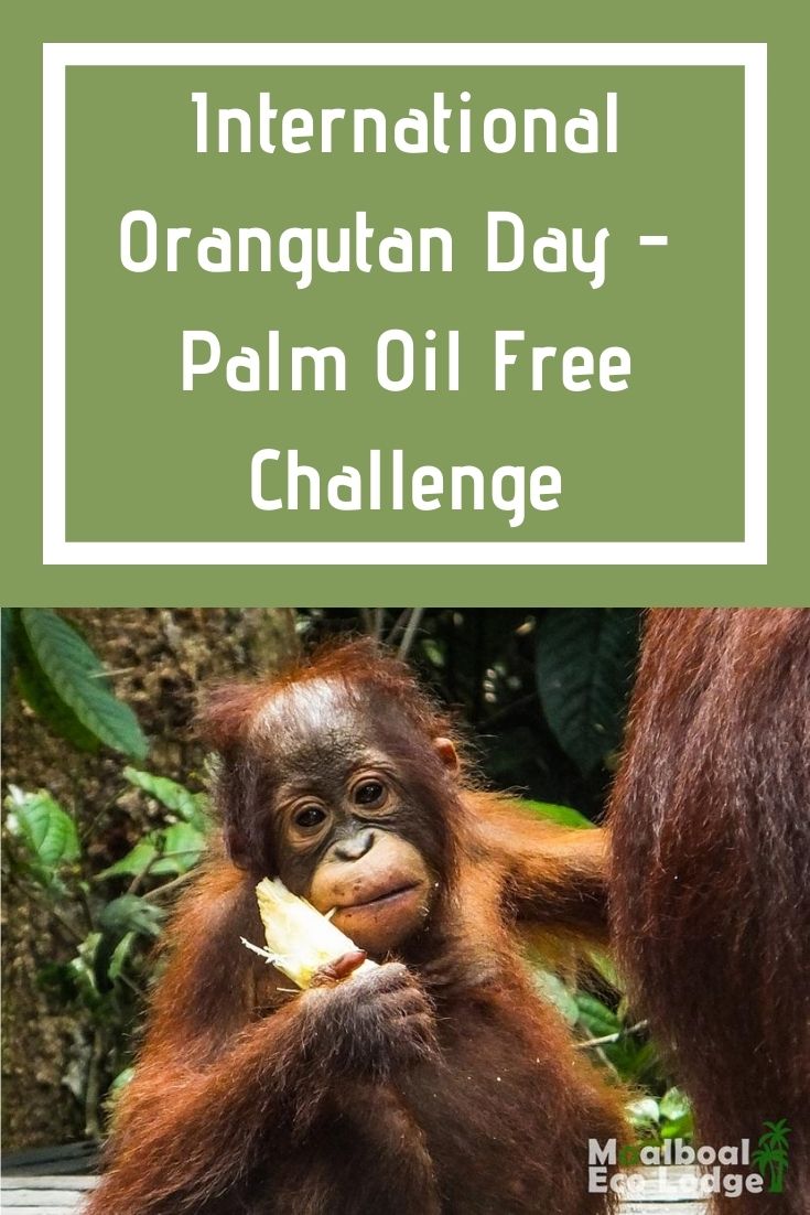 International Orangutan Day on 19 August annually, helps raise awareness of how the palm oil industry’s contributes to the death of orang-utans, and climate change in Indonesian Borneo. Moalboal Eco Lodge took the Palm Oil Free day challenge in support of World Orangutan Day. #ecotourism #responsibletravel #greentravel #sustainabletravel #palmoilfree #orangutanday #worldorangutanday #palmoil #orangutan #saveorangutans #moalboal #cebu #philippines #moalboalcebu #moalboalphilippines