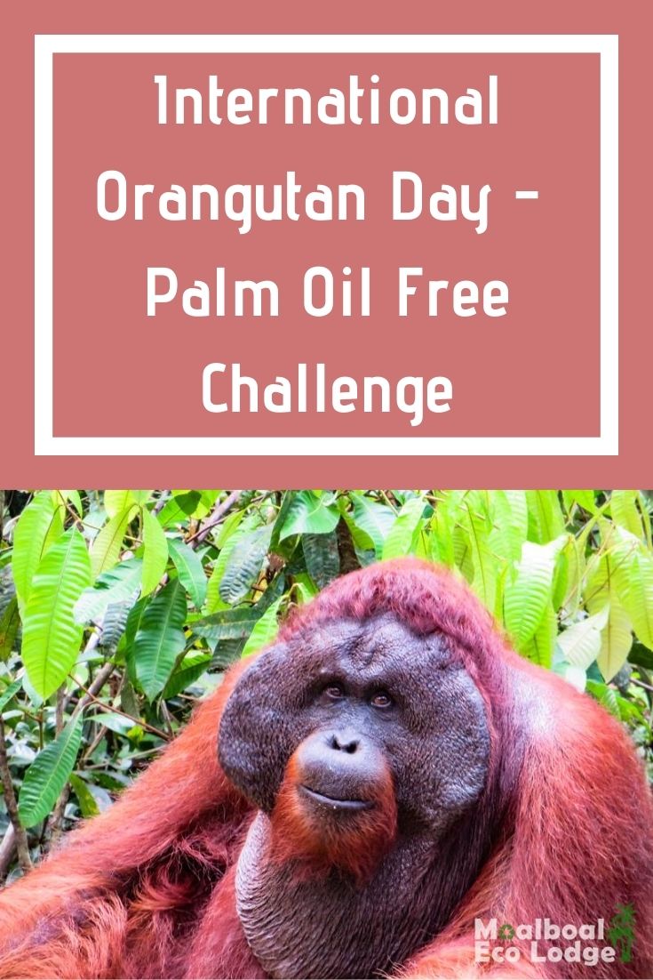 International Orangutan Day on 19 August annually, helps raise awareness of how the palm oil industry’s contributes to the death of orang-utans, and climate change in Indonesian Borneo. Moalboal Eco Lodge took the Palm Oil Free day challenge in support of World Orangutan Day. #ecotourism #responsibletravel #greentravel #sustainabletravel #palmoilfree #orangutanday #worldorangutanday #palmoil #orangutan #saveorangutans #moalboal #cebu #philippines #moalboalcebu #moalboalphilippines