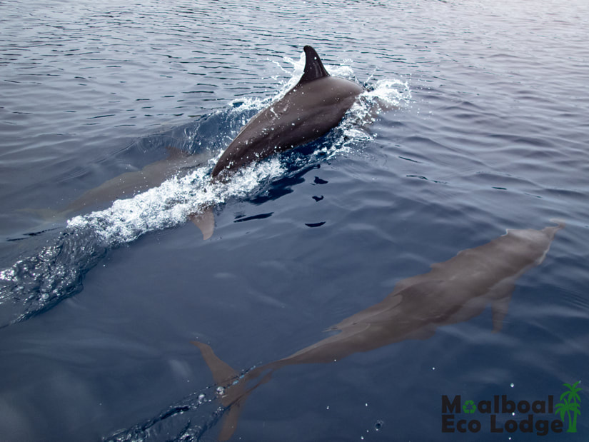 Ethical Dolphin Watching, Alegria, Cebu, Philippines, ethical animal tourism, ethical animal encounter, Day trip from Moalboal, things to do in Moalboal, bucket list in Cebu, when is the best time to go dolphin watching in Alegria, sustainable animal tourism dolphins of alegria Cebu Philippines, Moalboal Eco Lodge