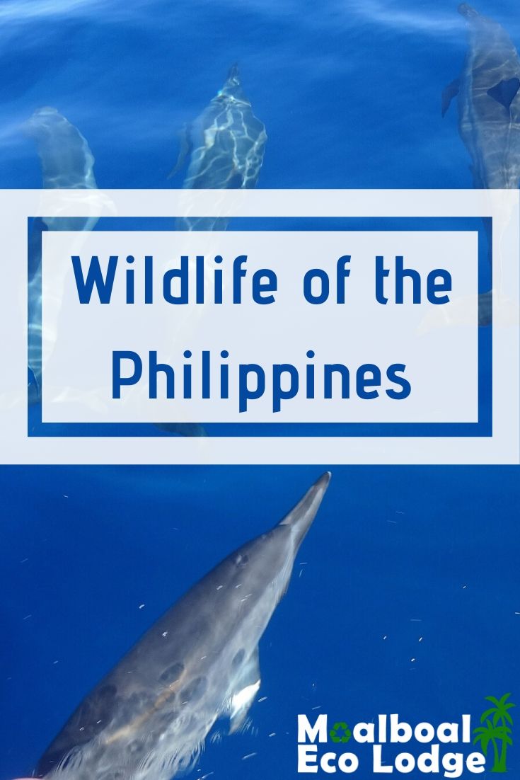 What wildlife can I see in the Philippines? We cover famous wildlife; whale shark & Philippine Tarsier, Philippine Eagle endangered & endemic to the Philippines, and much more. Moalboal Eco Lodge share #wildlife of the #Philippines. #travel #Tarsiers #nature #whalesharks #philippinestravel #dugong #ecotourism #ethicaltravel #animaltourism #ethicalanimaltourism #responsibletravel #sustainabletravel #bucketlist #greentravel #southeastasia #seasia #moalboalcebu #itsmorefuninthephilippines 