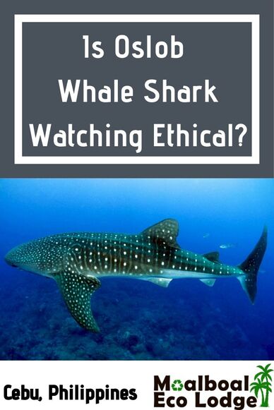 Is Oslob Whale Shark watching in #Cebu, #Philippines ethical? Whale sharks are hand fed to guarantee sightings, but is this animal tourism sustainable, and are there ethical alternatives. Moalboal Eco Lodge share their discovery to the controversial question “Is #Oslob Whale Shark Watching #ethical?” #whalesharks #oslobcebu #oslobwhalesharks #whaleshark #ecotourism #ethicaltravel #animaltourism #ethicalanimaltourism #responsibletravel #sustainabletravel #bucketlist #travel #greentravel #itsmorefuninthephilippines