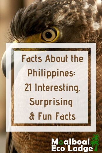 How well do you know the Philippines? There are many quirky, fascinating facts about the Filipino culture, and the #Philippines. Moalboal Eco Lodge share 21 interesting, surprising and fun facts about the Philippines. #funfacts #thephilippines #travel #itsmorefuninthephilippines #moalboal #cebu #moalboalcebu #moalboalphilippines #ecotourism #responsibletravel #greentravel #sustainabletravel